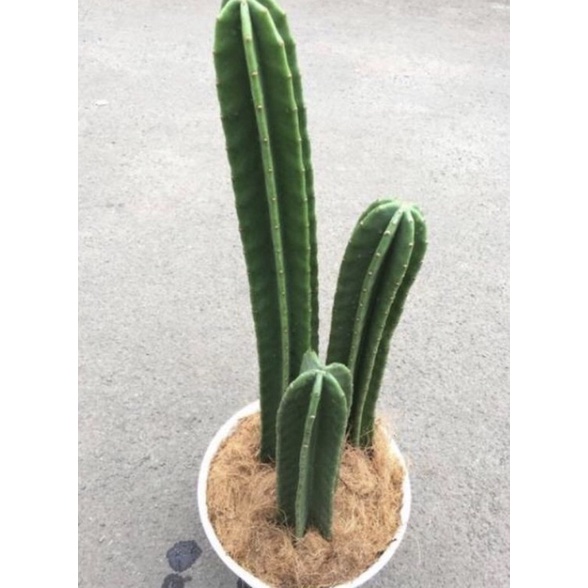 Tanaman kaktus koboi premium 3 paket tersusun /Kaktus koboi