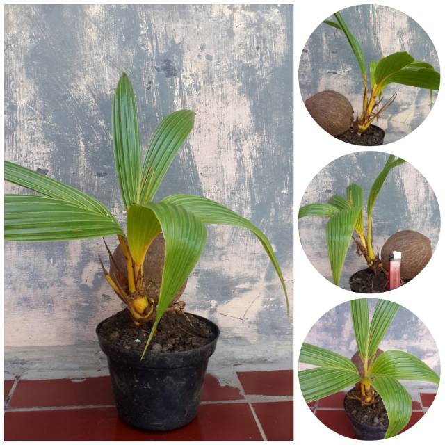 Bonsai kelapa gading kuning