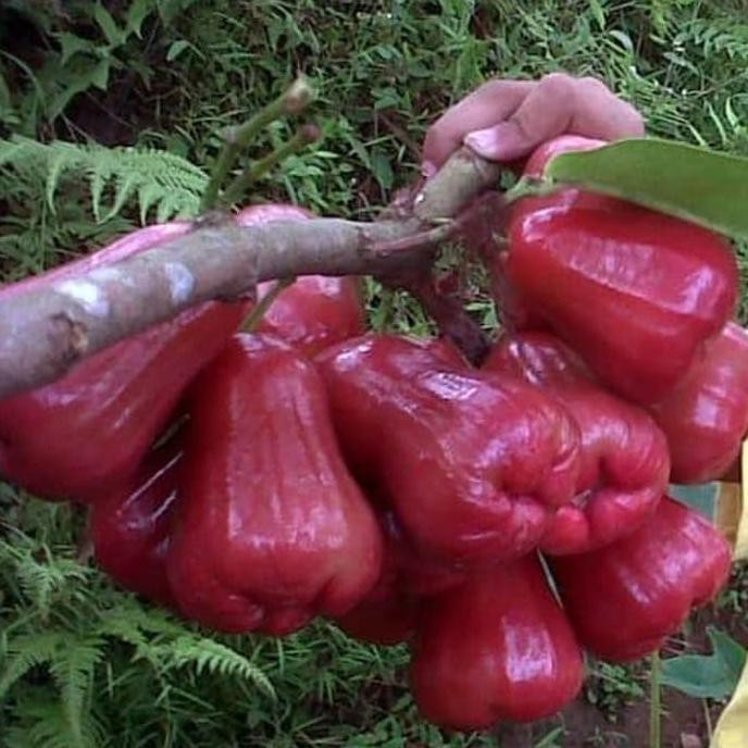 bibit buah jambu air citra cangkok cepat berbuah