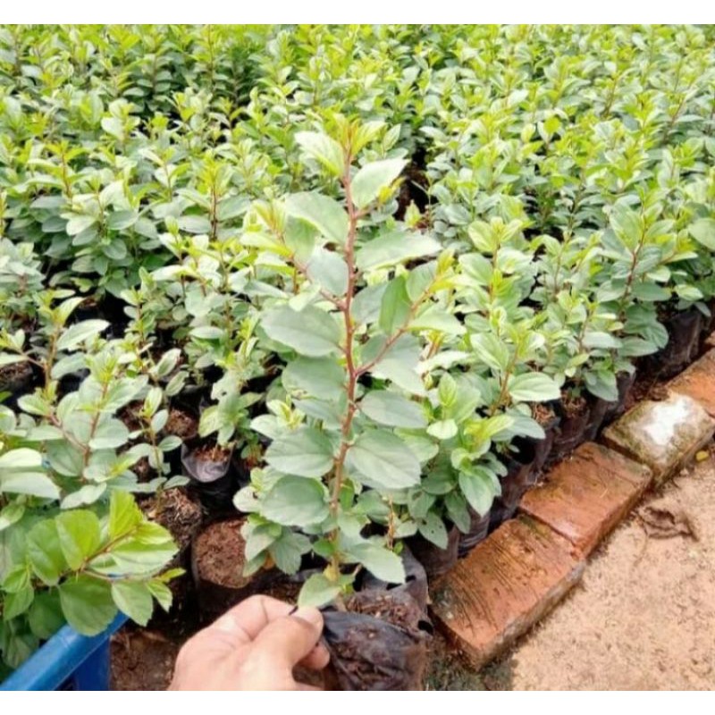 Tanaman Herbal Pohon Bidara Arab - Tanaman Bidara Arab Asli