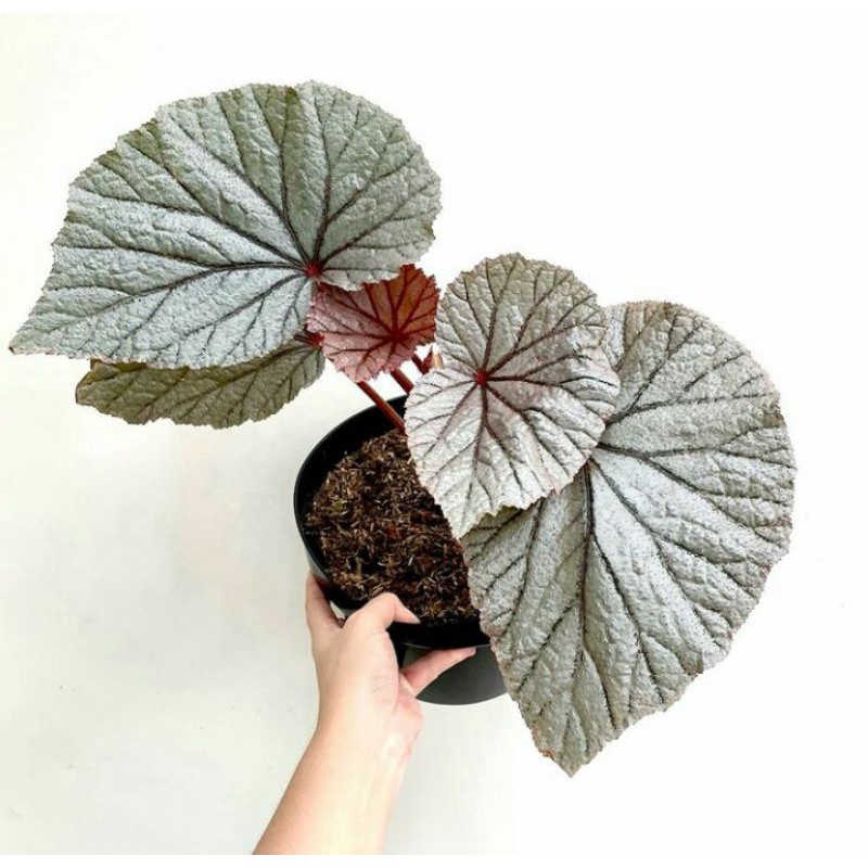 Tanaman Hias Bunga Begonia Silver Tanaman Begonia Bunga Murah