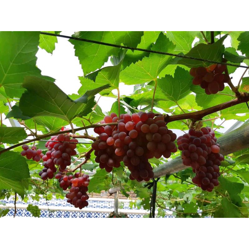 bibit anggur merah manis