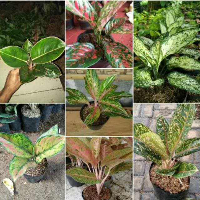 Tanaman hias paketan 7 jenis aglonema