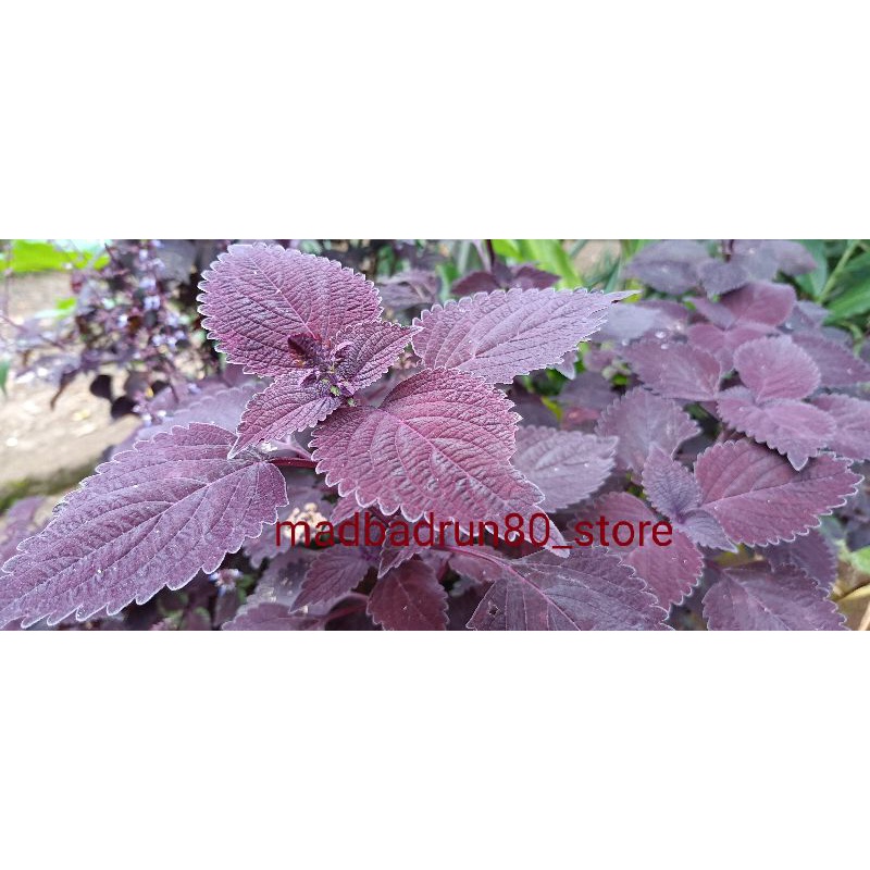 Daun jawer kotok segar 100gram