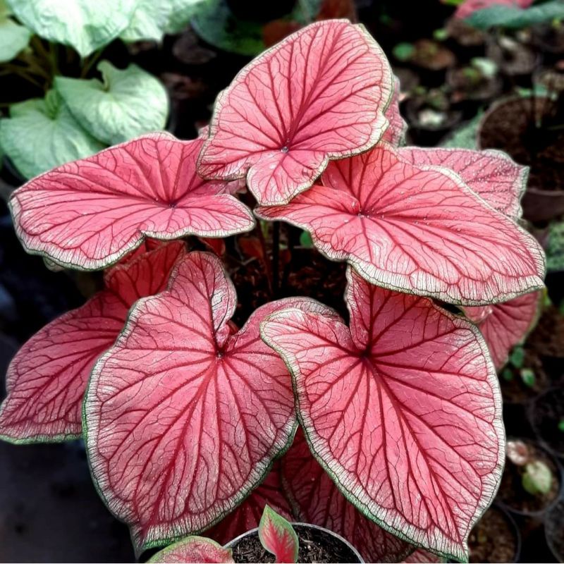 Caladium Red Jaguar 1-3 Daun Tanaman Keladi Hias Murah Import Thailand BUKAN UMBI