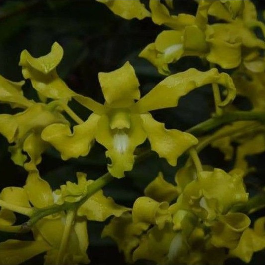 Seedling Anggrek Dendrobium Discolor var. Bromfieldii