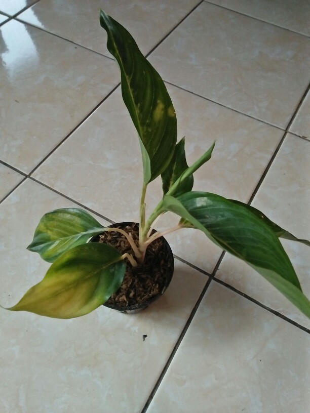 Bibit Tanaman Hias Aglonema Red Panama