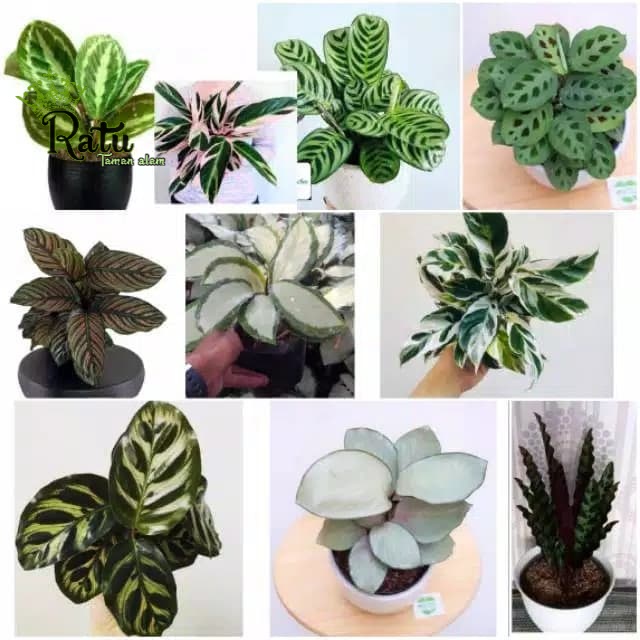 paket tanaman hias 10 jenis chalatea