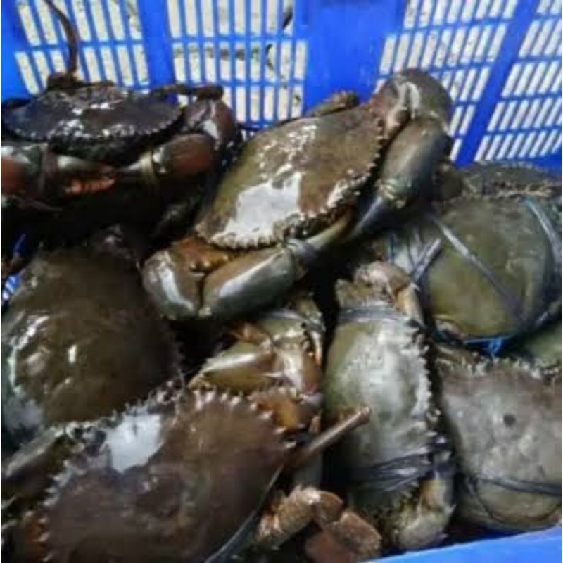 

kepiting seafood segar fresh - 1 kilogram (BERTELUR)