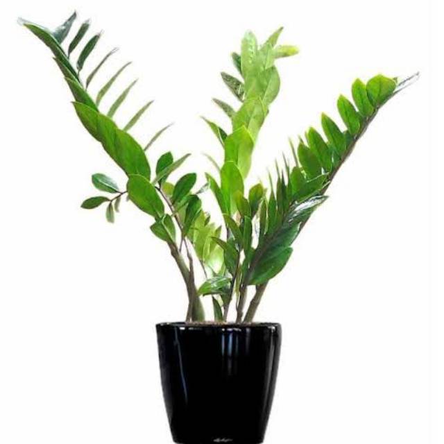 Tanaman hias zamia culcas