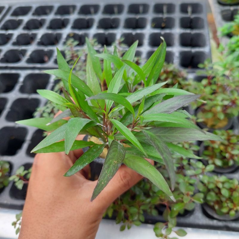 hygrophila Siamensis ( Tanaman Aquascape Tumbuhan Air Hiasan Aquarium Hidup )