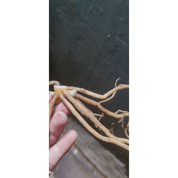 Bonggol bertunas aglonema dwi hugest