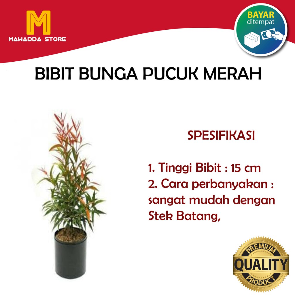 Bibit Tanaman Hias Pucuk Merah Jadilah Yang Pertama Mengulas Produk Ini2