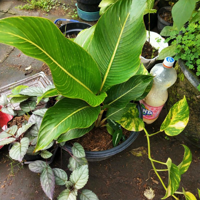 bunga pisang Pisangan