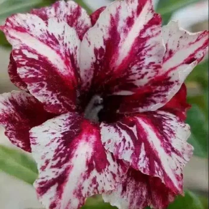 Bibit Bunga Kamboja Adenium Triping - Kamboja Jepang Adenium