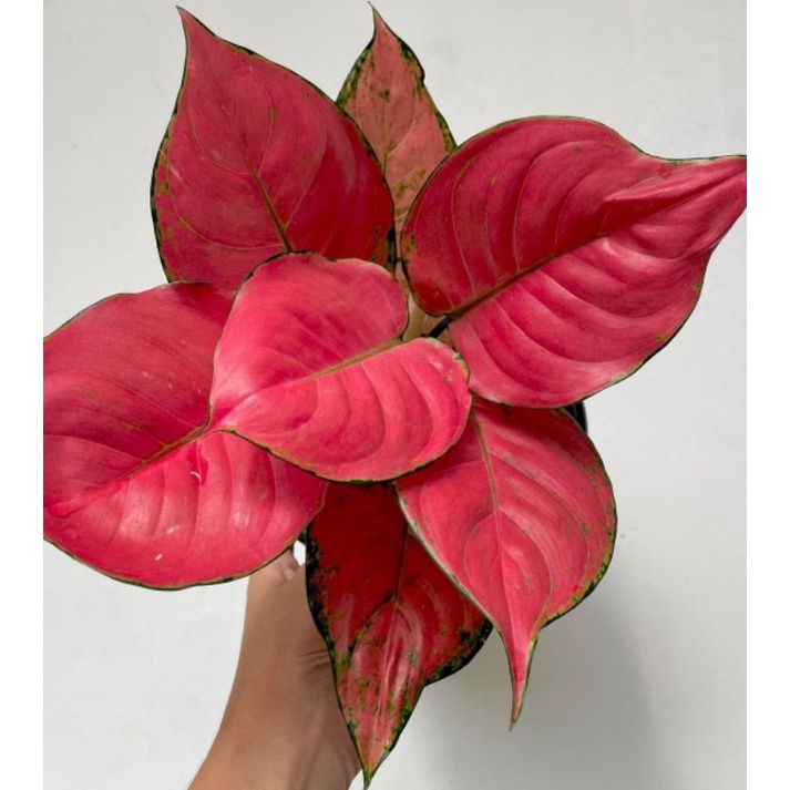 Tanaman Hias Aglonema Pink Katrina / Tanaman Bunga Hidup Murah / Bunga Hias Import(Aglaonema/Srirejeki)