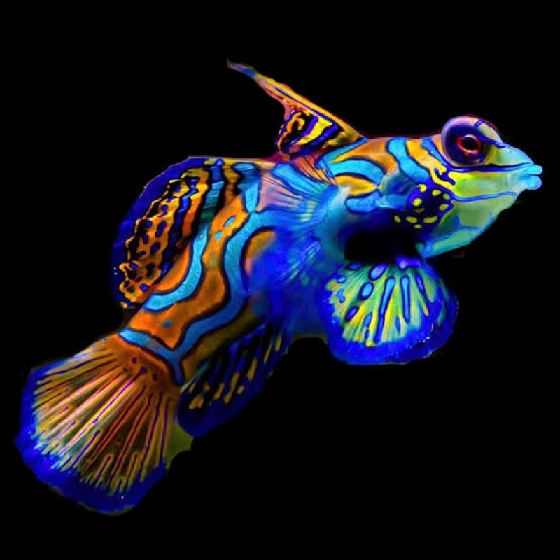 ikan hias laut mandarin asli warna meran dan biru  / red and blue mandarin fis