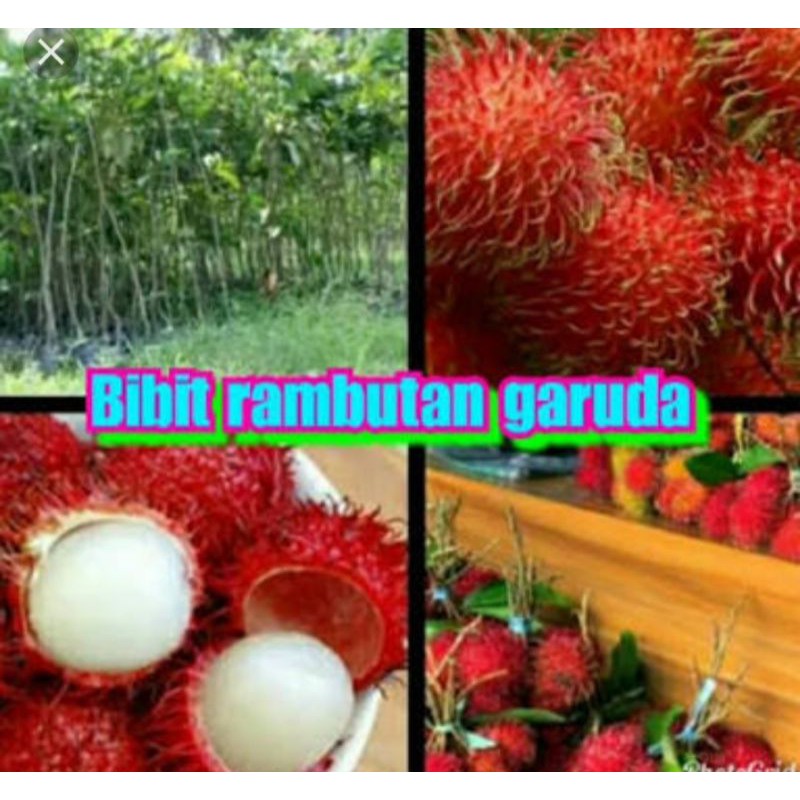 Bibit Rambutan Garuda Asli