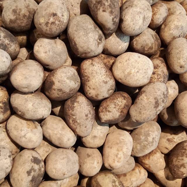 

Kentang dieng (mentega)