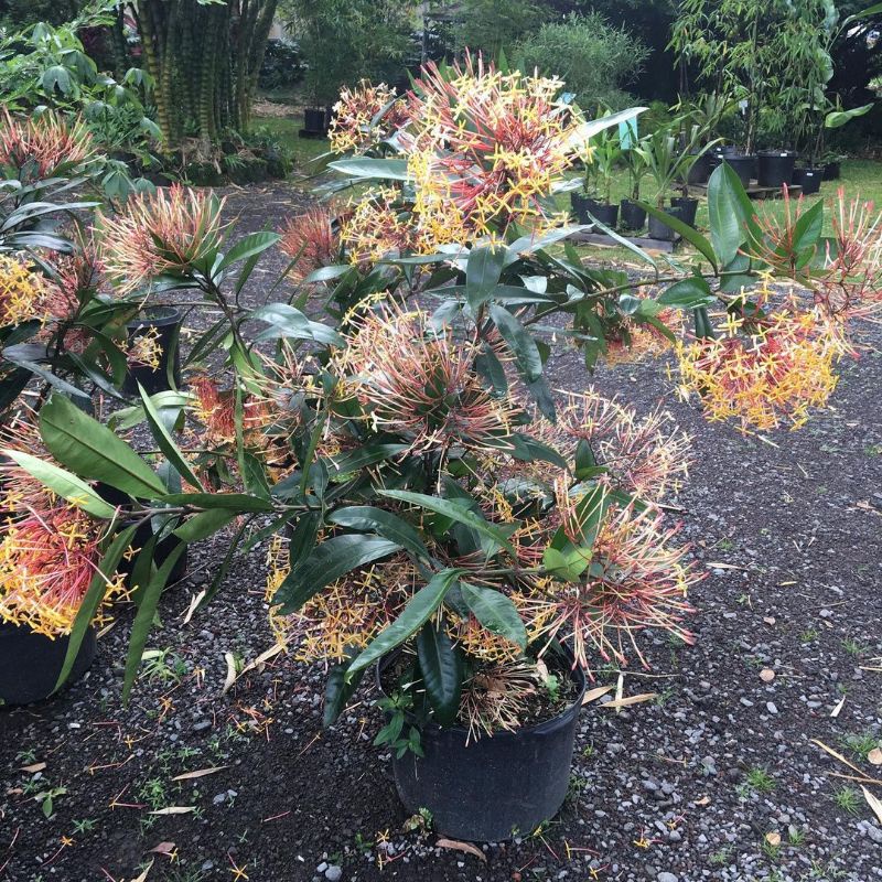 Bibit tanaman langka bunga soka/asoka besar putih wangi (Ixora finlaysoniana)