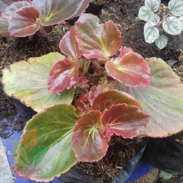 Tanaman Hias Bunga Begonia Mawar
