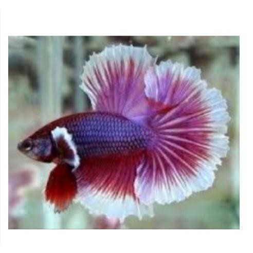 Promo Ikan Cupang Jantan Big Ear S+
