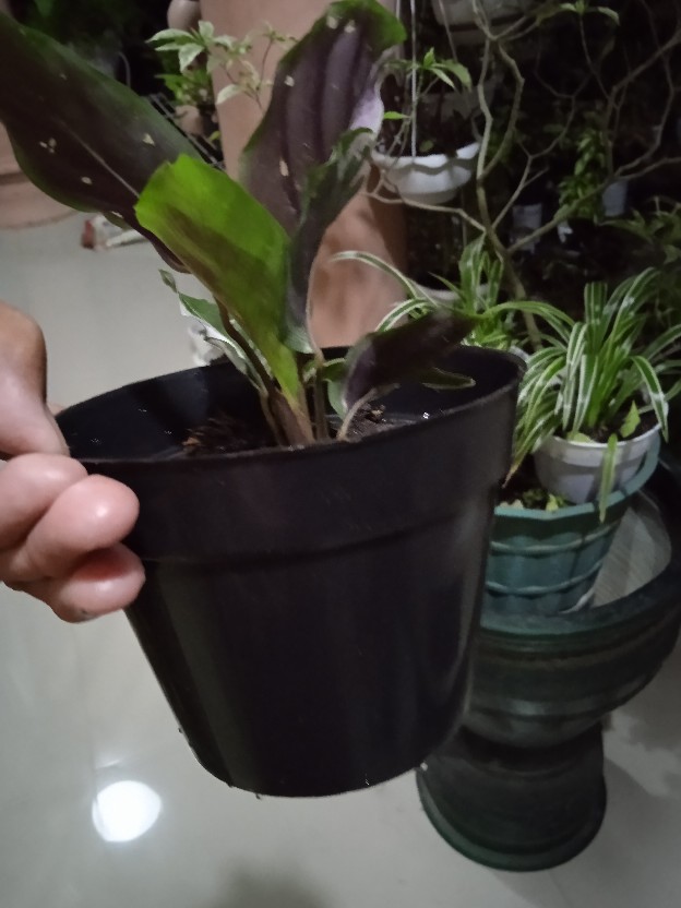 12 Cm Pot Plastik Hitam Gmp