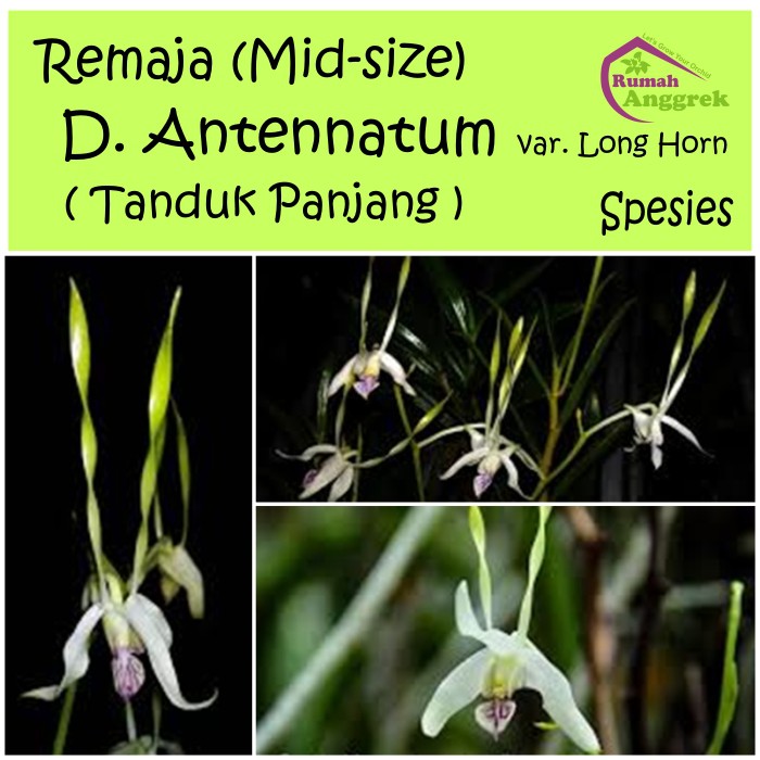 Remaja Dendrobium Antennatum Long Horn bibit seedling Spesies Dendro tanduk panjang