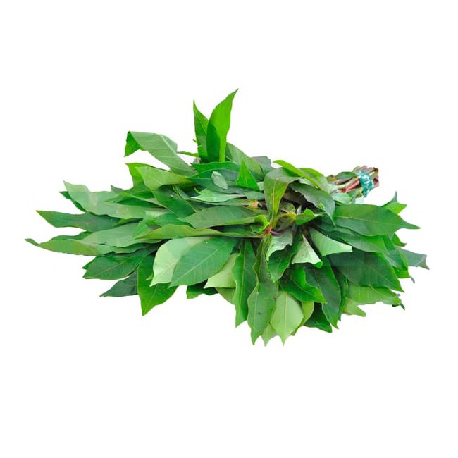 

Gudang Sayur - Daun Singkong 1 Ikat