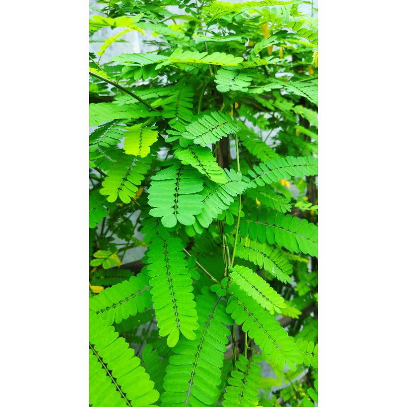 

Daun Saga herbal/Daun herbal segar/Daun saga obat