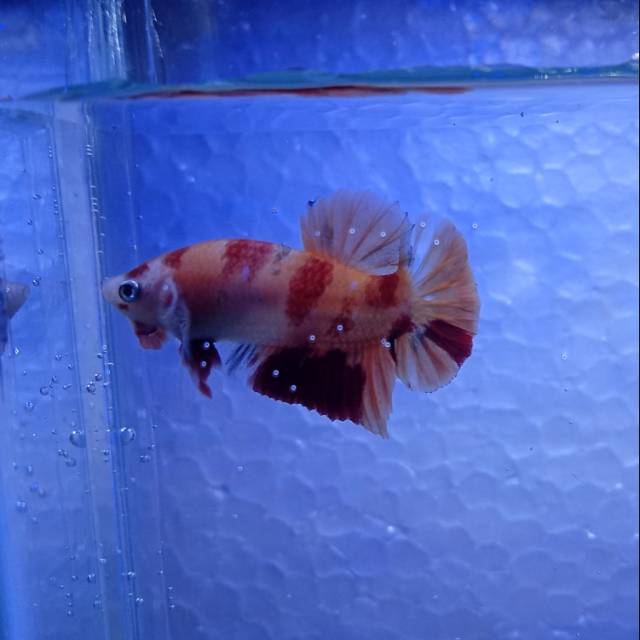 Ikan cupang baby giant nemo