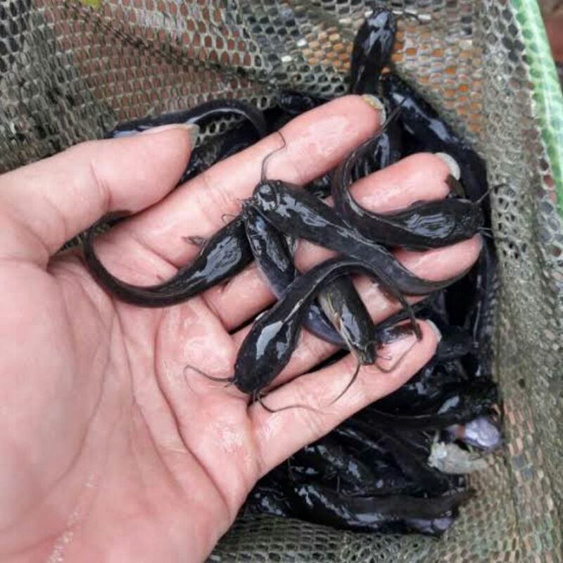 bibit lele Sangkuriang ukuran 6cm
