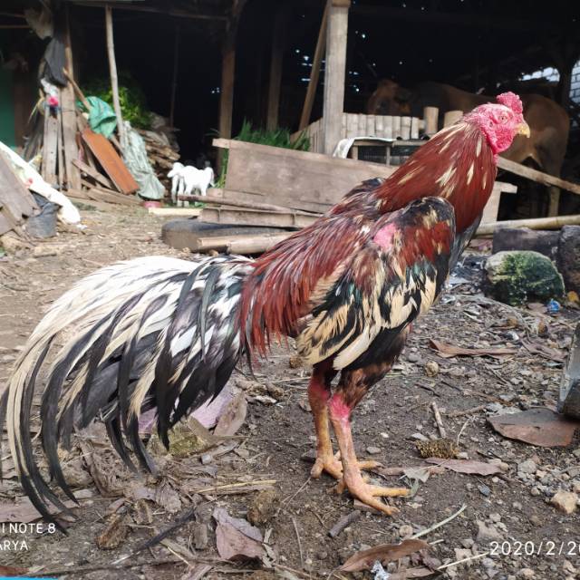 Kesaktian Sisik Satriya Sinekti Ayam Bangkok S128 Resmi Sabung Ayam Dari Negara Filipina Zeusbola