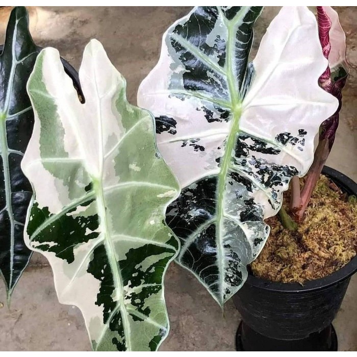 bibit bonggol alocasia amazonica varigata / alokasia amazon