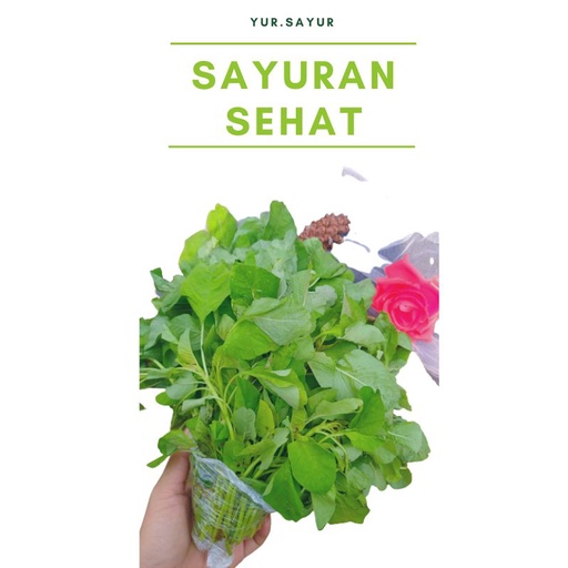 

BAYAM 1 IKAT BAYAN SEGAR SIAP MASAK