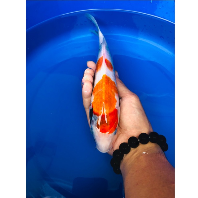 Koi Blitar Sanke 25cm