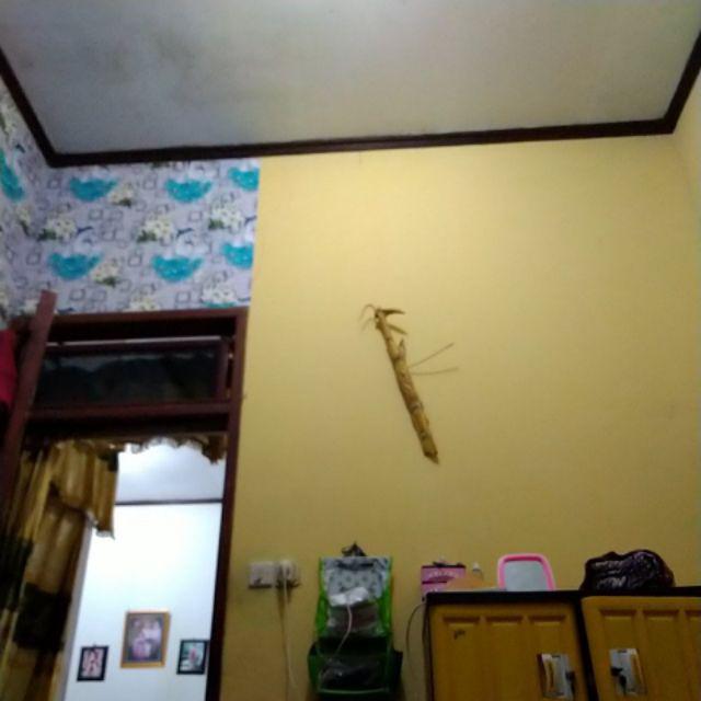 [cod] Wallpaper Dinding Kamar Ruang Tamu 45cm X 10m Murah Minimalis Dolphin 3d -  Wallding08