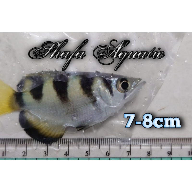 Jual ikan hias-Archerfish-Ikan sumpit-Ikan pemanah | Shopee Indonesia
