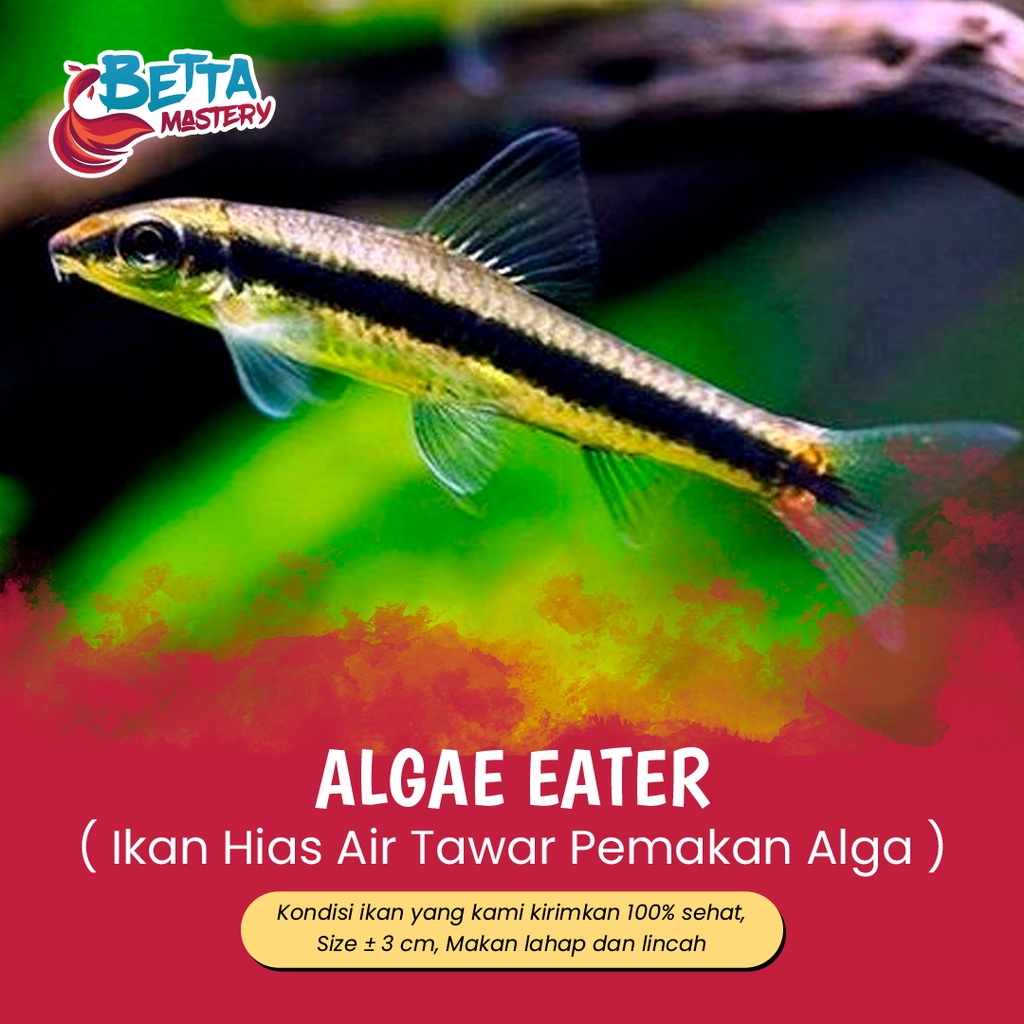 410+ Ikan Hias Air Laut Pemakan Alga HD