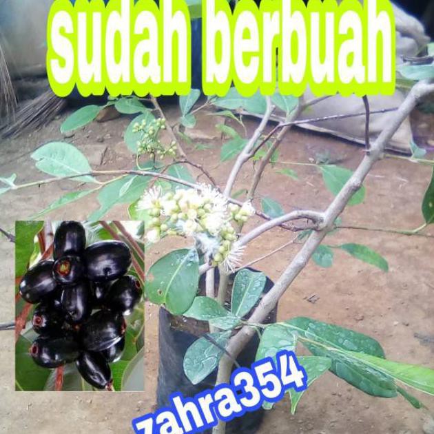 B@4RU BIBIT DUWET HITAM UNGGUL OKULASI SUDAH BERBUAH / DUWET HITAM / JUWET HITAM / BIBIT BUAH /