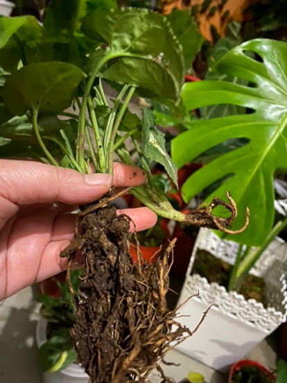 Tanaman Hias Keladi Wedlandi