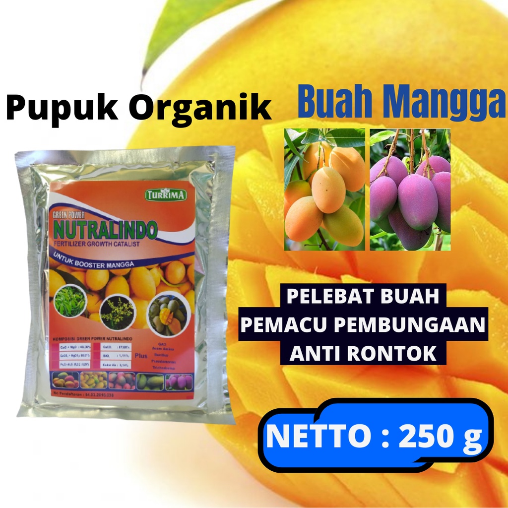 Booster mangga cepat berbuah, Booster organik NUTRALINDO agar Mangga apel cepat berbunga