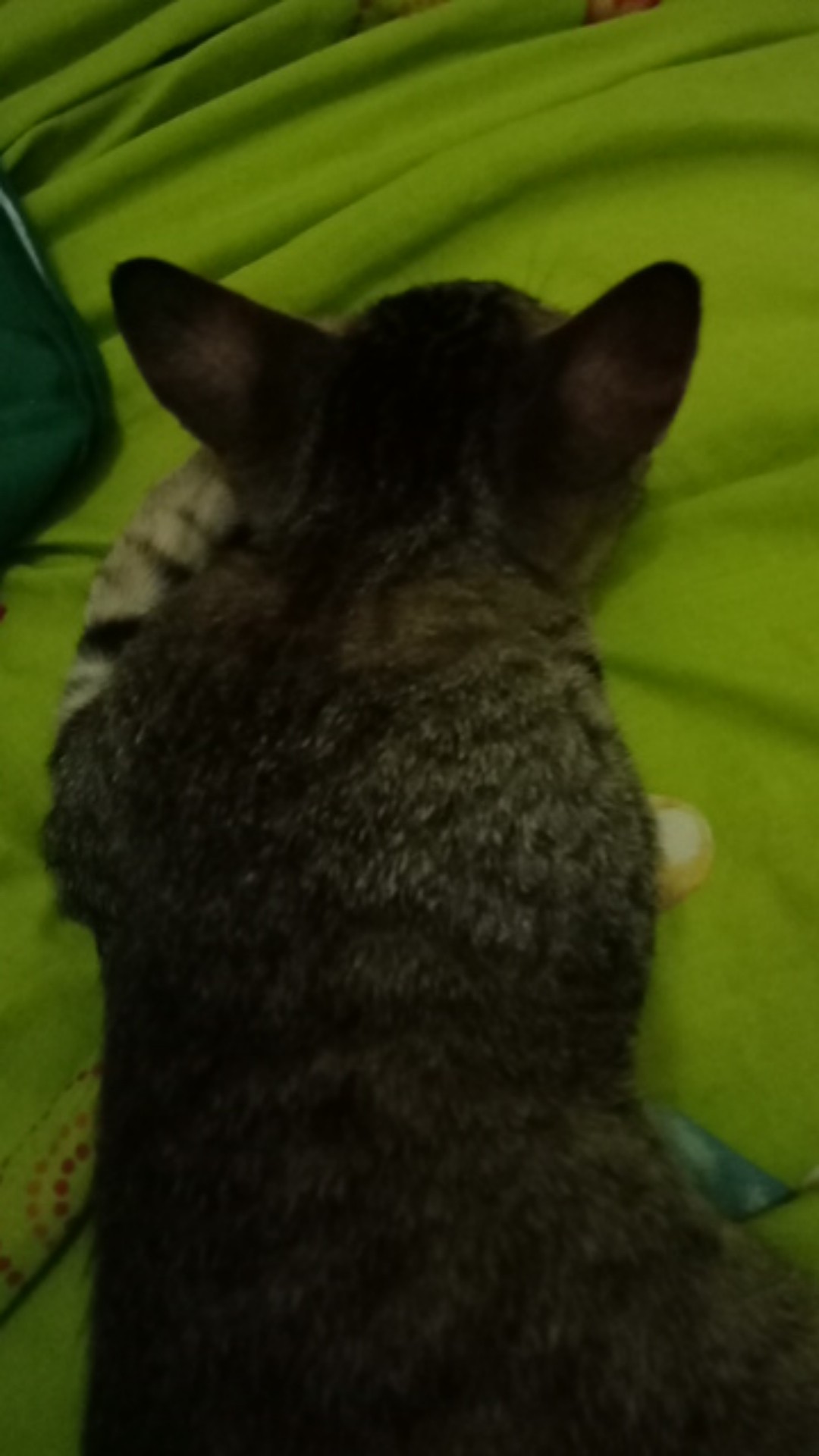 Tisu Paseo Smart Refill Isi 250s Lembar 2ply