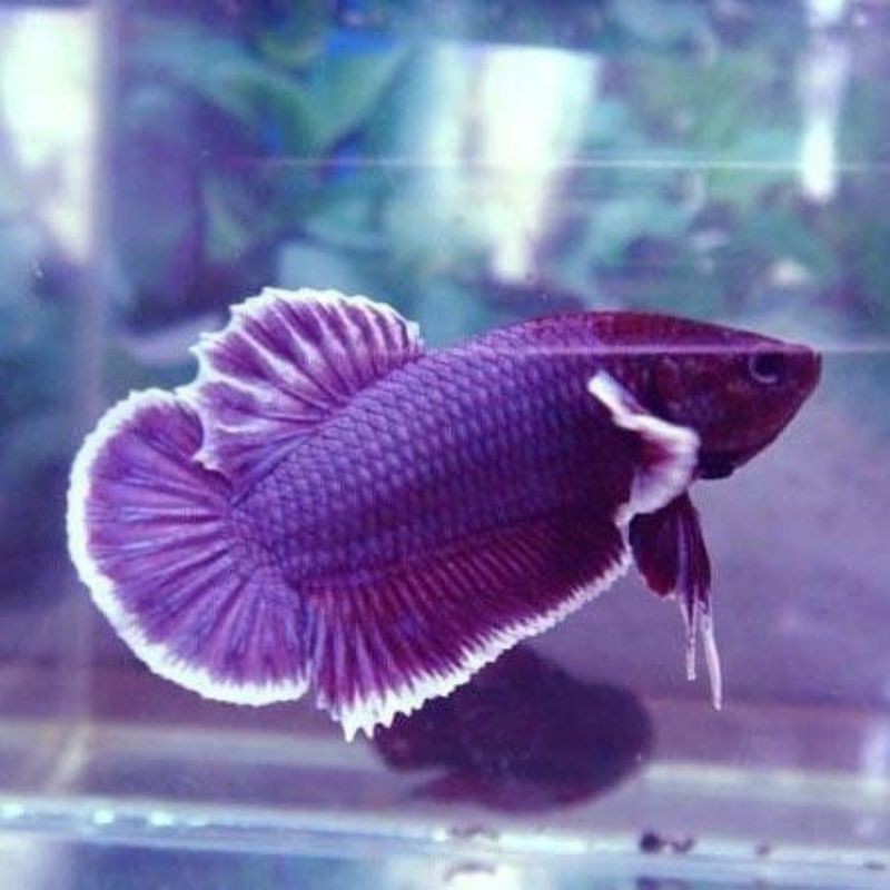 ikan cupang dumbo aer