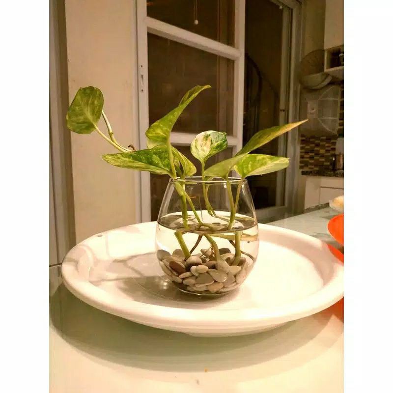 TANAMAN AIR HIDROPONIK BESERTA POT GELAS KACA