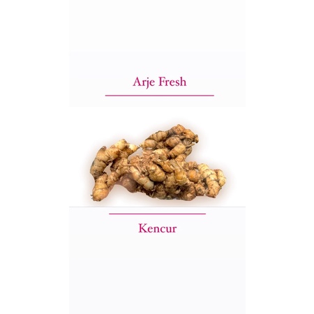 

Kencur / Cekur