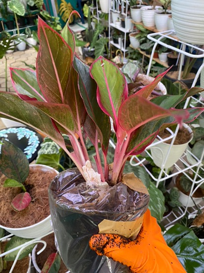 Aglonema Lipstik ( Siam Aurora) Aglopedia