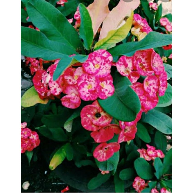 tanaman hias bunga eforbia bunga putih bercik merah tanaman hias