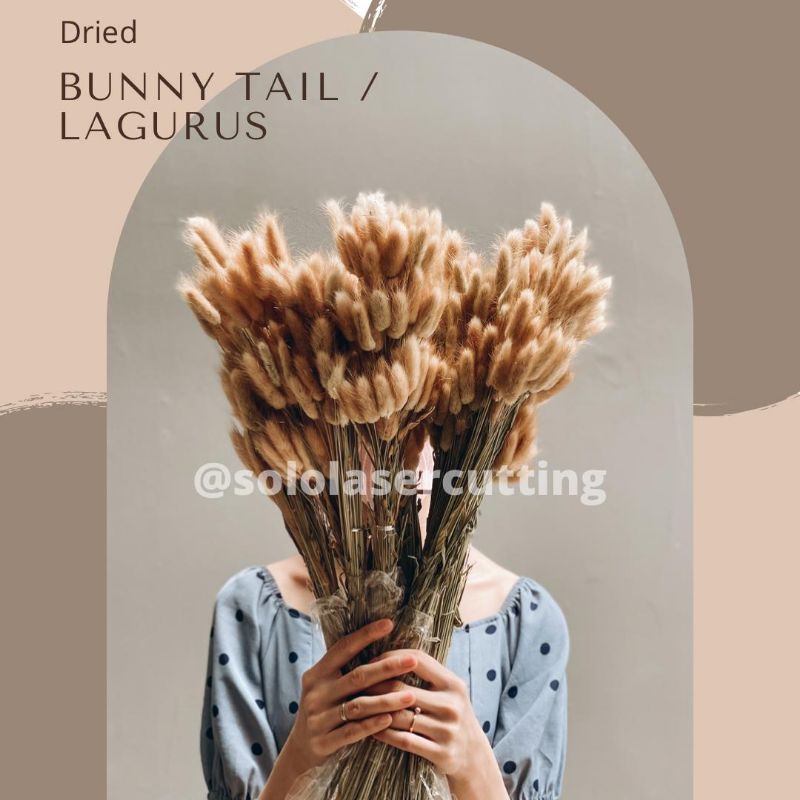 TERMURAH  1 TANGKAI Dried flower//LAGURUS // Bunga Kering Bunny Tail Import Premium