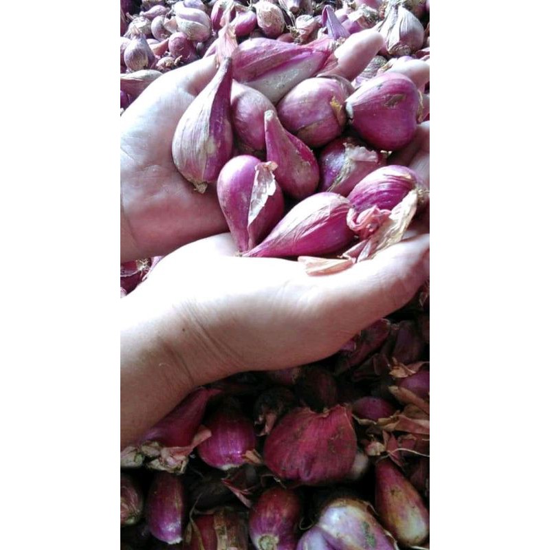 

bawang merah 1kg